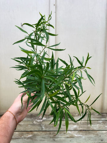 Ficus Nerifolia 'Willow Leaf'