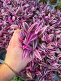 Tradescantia Zebrina 'Pink Paradise'