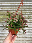 Rhipsalis Salicornioides | Hatiora Salicornioides