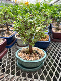 Bonsaï - Portulacaria afra Variegata