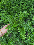 Asplenium 'Austral Gem'