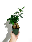 Ficus Microcarpa | Ficus ginseng