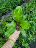 Asplenium Nidus | Bird's Nest Fern