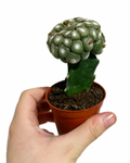 Cactus Greffé #3