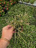 Rhipsalis Pilocarpa | Cactus-gui