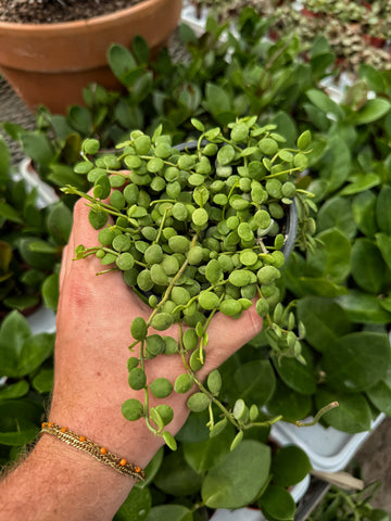 Dischidia Nummularia | Plante escargot