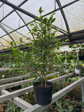 Ficus Benjamina | Figuier pleureur