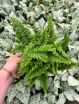 Nephrolepis 'Fluffy Ruffle'