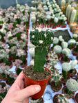 Cactus Greffé #7