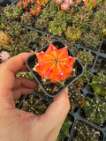 Gymnocalycium Mihanovichii Variegata