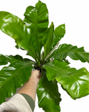 Asplenium Nidus | Fougère Nid d’oiseau