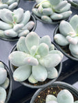 Pachyphytum Oviferum 'Moonstone'