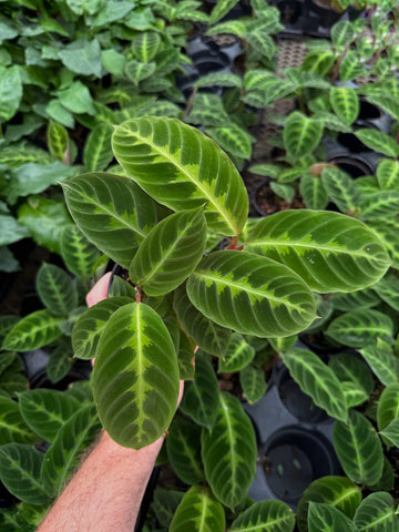 Calathea Warscewiczii 'Jungle Velvet'