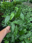 Epipremnum Pinnatum 'Baltic Blue'