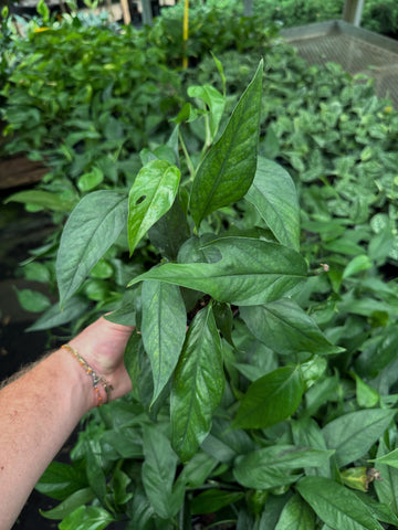 Epipremnum Pinnatum 'Baltic Blue'