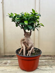 Ficus Retusa