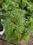 Aralia 'Ming'