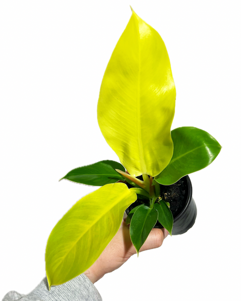 philodendron moonlight height Philodendron 'Moonlight'