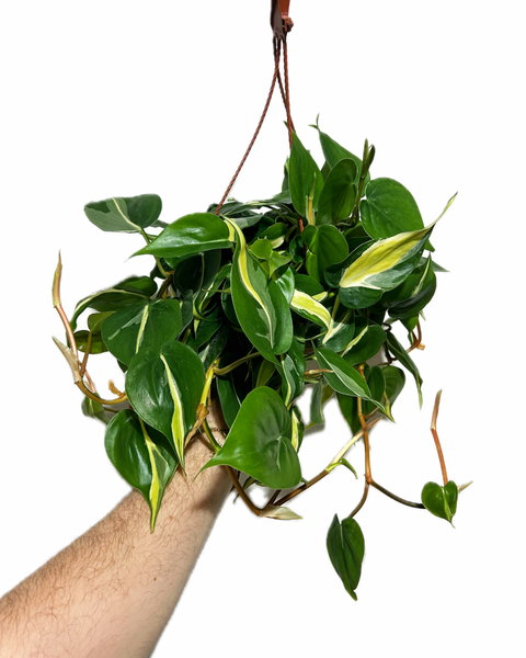 Philodendron Hederaceum 'Rio' – Végétal Design Qc