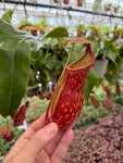 Népenthès 'Gaya' | Pitcher Carnivorous Plant