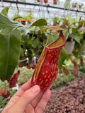 Népenthès 'Gaya' | Pitcher Carnivorous Plant