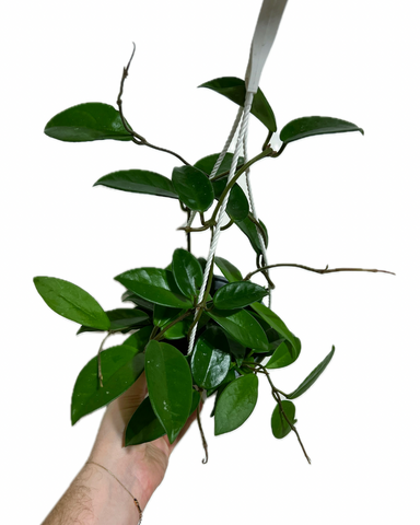 Hoya Carnosa | Plante de cire