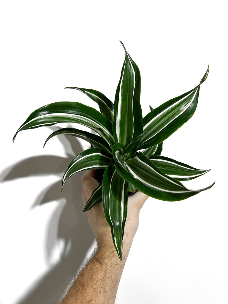 dracaena jade jewel toxicity Dracaena Fragrans 'Jade Jewel'