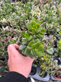 Crassula Ovata 'Crosby's Compact' | Dwarf Jade Plant