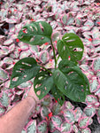 Monstera Esqueleto (Juvenile) | Monstera Epipremnoides