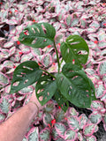 Monstera Esqueleto (Juvenile) | Monstera Epipremnoides