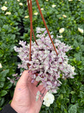 Callisia Repens 'Pink Lady'