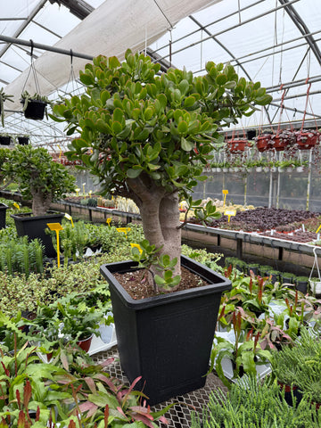Crassula Ovata | Arbre de Jade