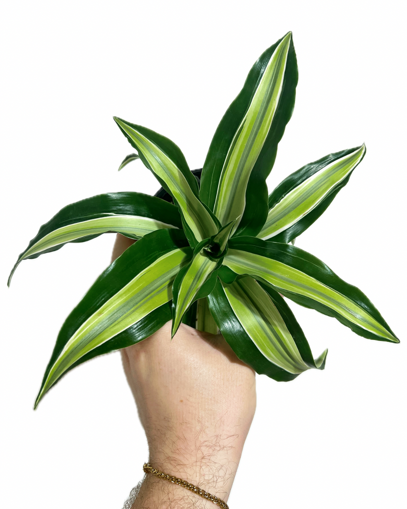 dracaena fragrans malaika Dracaena Fragrans 'Malaika Lime'