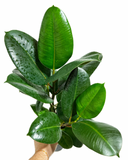 Ficus Elastica 'Green'