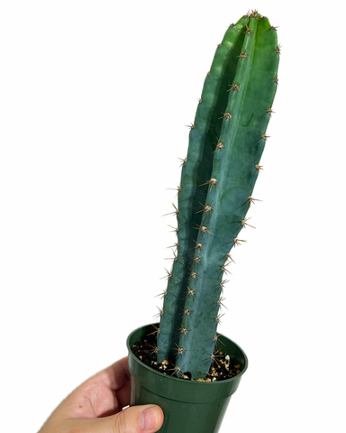 Cereus 'Blue Wing' | Cactus