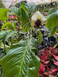 Tacca Chantrieri | Fleur Chauve-Souris