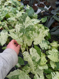 Alocasia Macrorrhiza Variegata