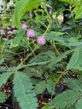 Mimosa pudica | Plante sensitive
