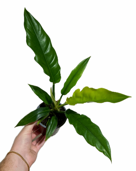 philodendron jungle boogie vs narrow Philodendron Narrow 'Jungle Boogie' – Végétal Design Qc