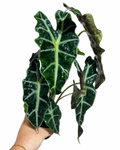 Alocasia Polly | Alocasia Amazonica