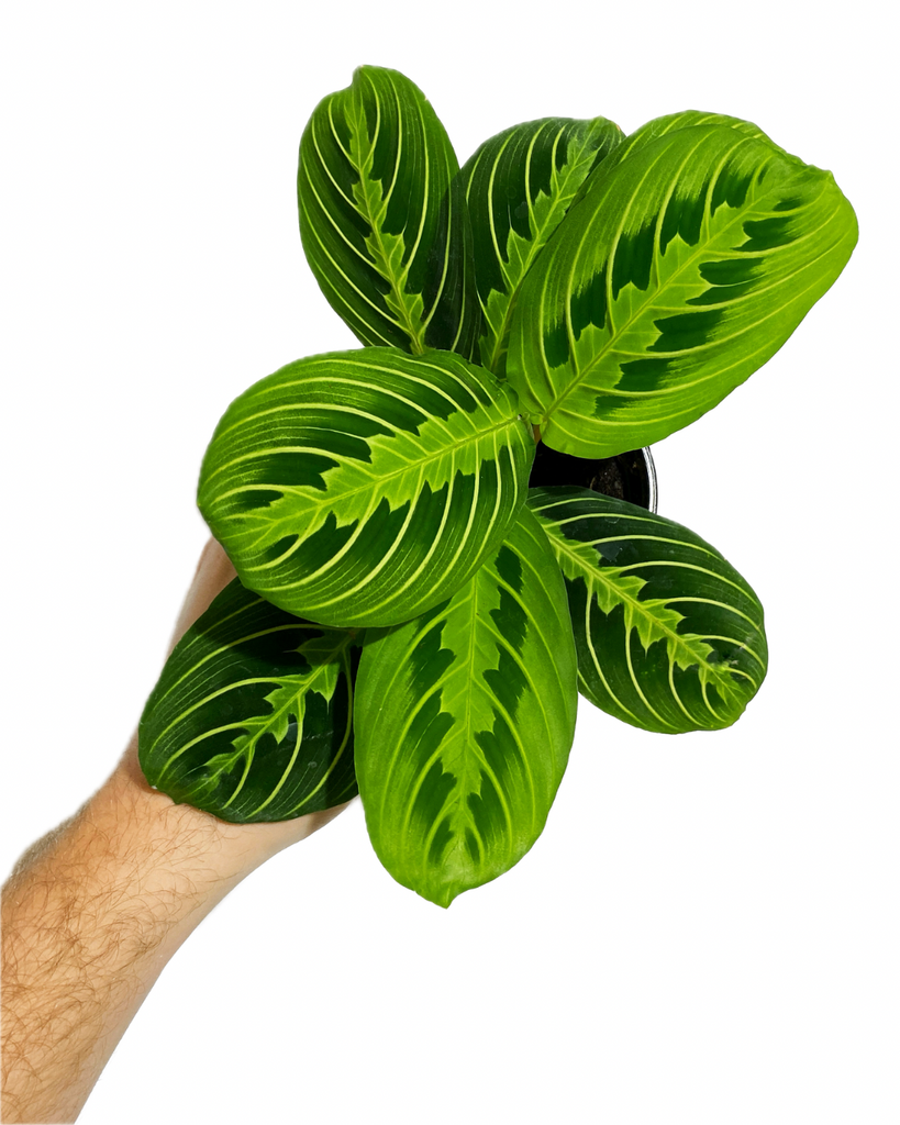arrowroot prayer plant Maranta Leuconeura 'Lemon Lime' | Arrowroot