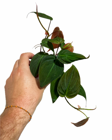 Philodendron Hederaceum 'Micans'