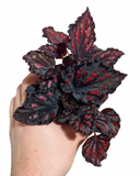 Begonia Rex 'Rumba' | Bégonia