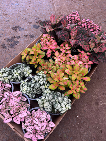 'Girly' Colorful Mixes