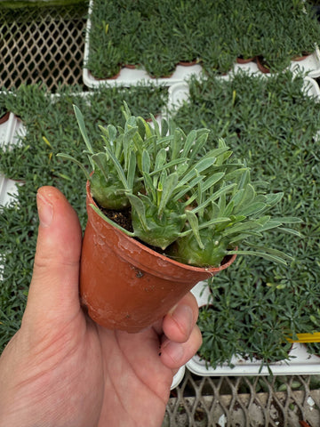 Euphorbia Bupleurifolia x Susannae