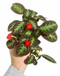 Episcia Cupreata 'Chocolate Soldier'