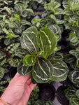 Calathea 'Green Lipstick'