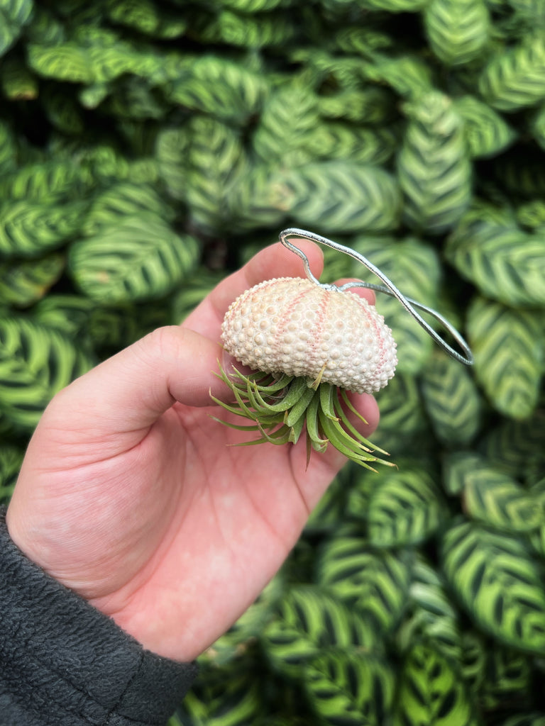 jelly fish air plants Tillandsia 'Jellyfish'