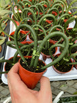 Sansevieria en forme de Coeur