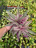 Tradescantia Spathacea 'Sitara'